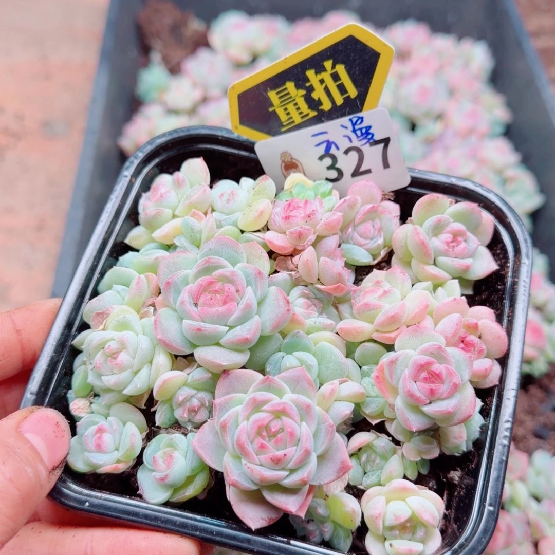 多肉植物多肉植物