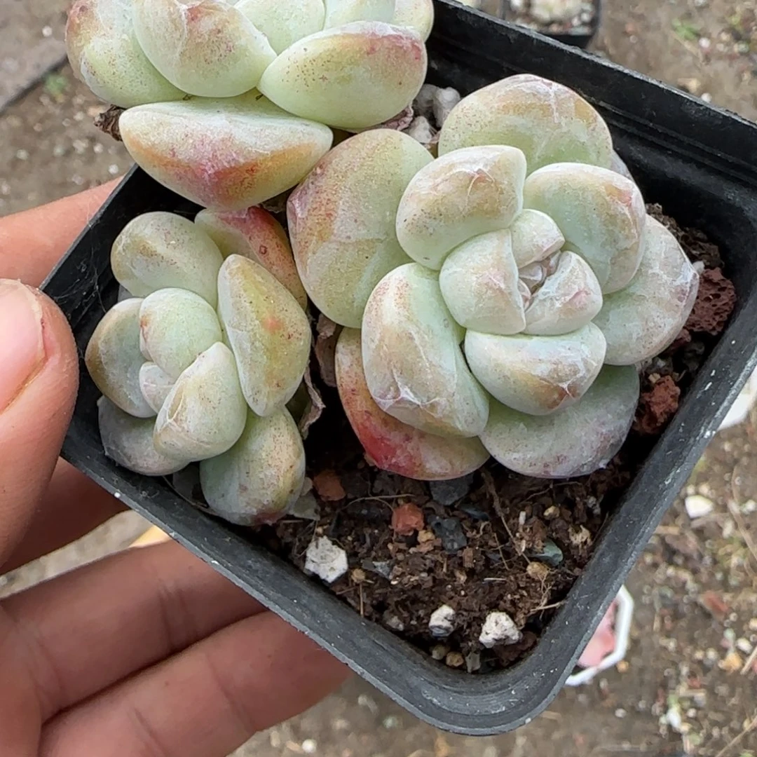 小卡拉米糖心一物一拍