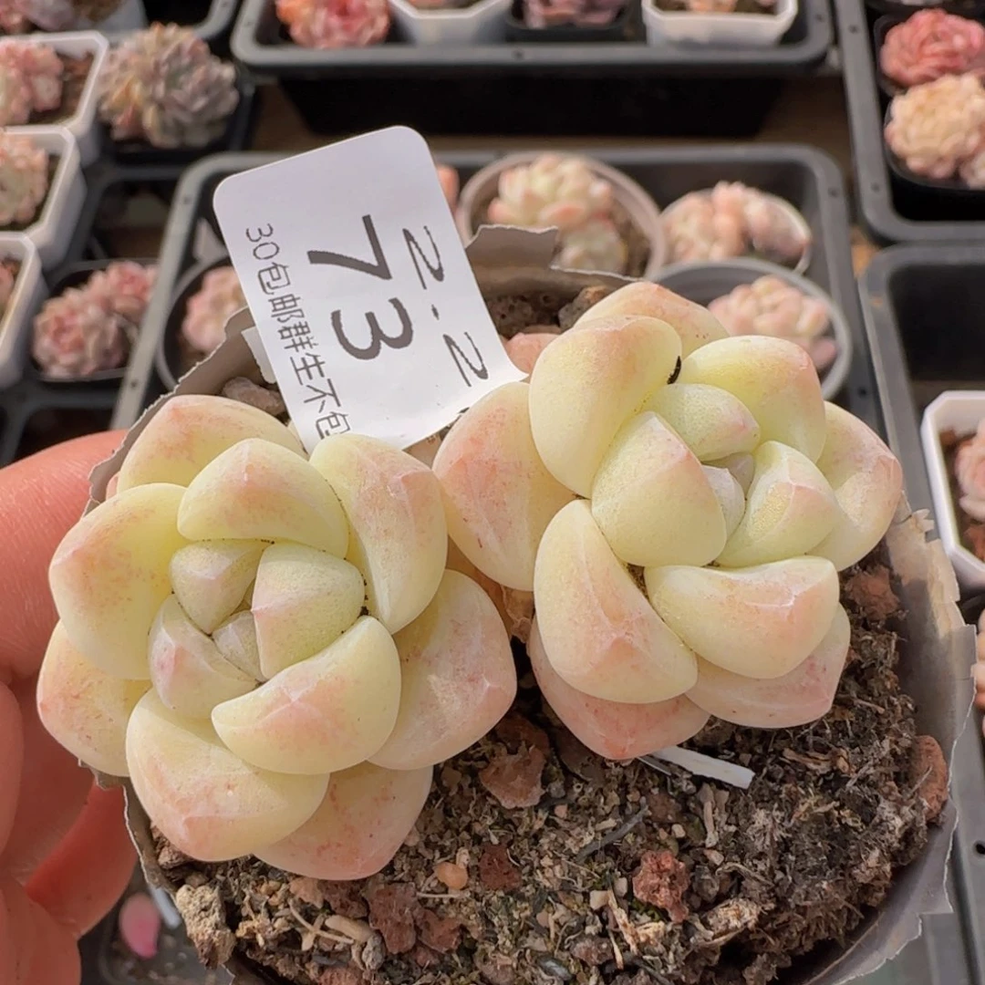 双头白体冰玉老桩一颗