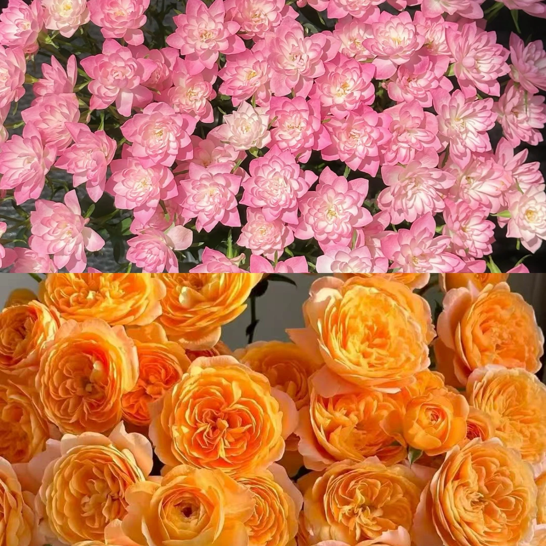 【果汁阳台+天荷繁星】180盆月季 阳台庭院盆栽 多季节重复开花