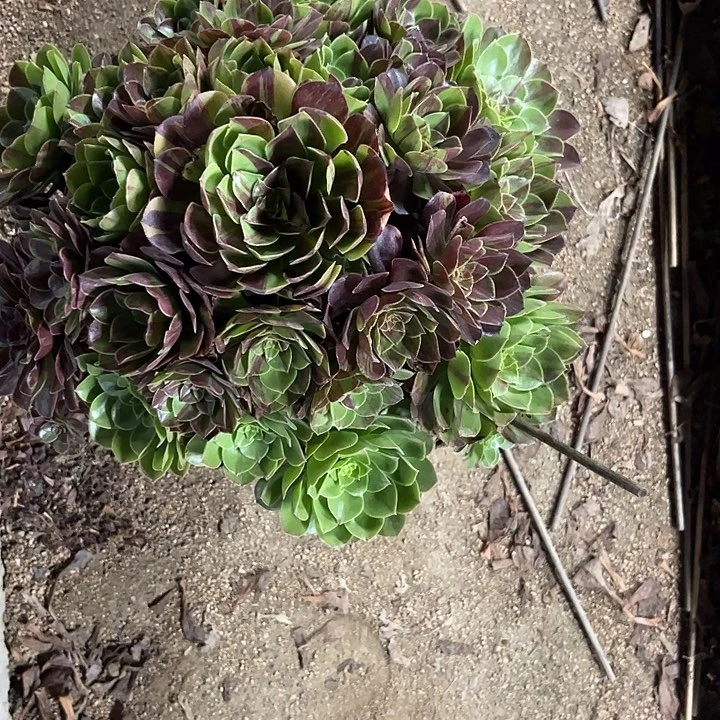 水***山多肉植物花月夜锦……