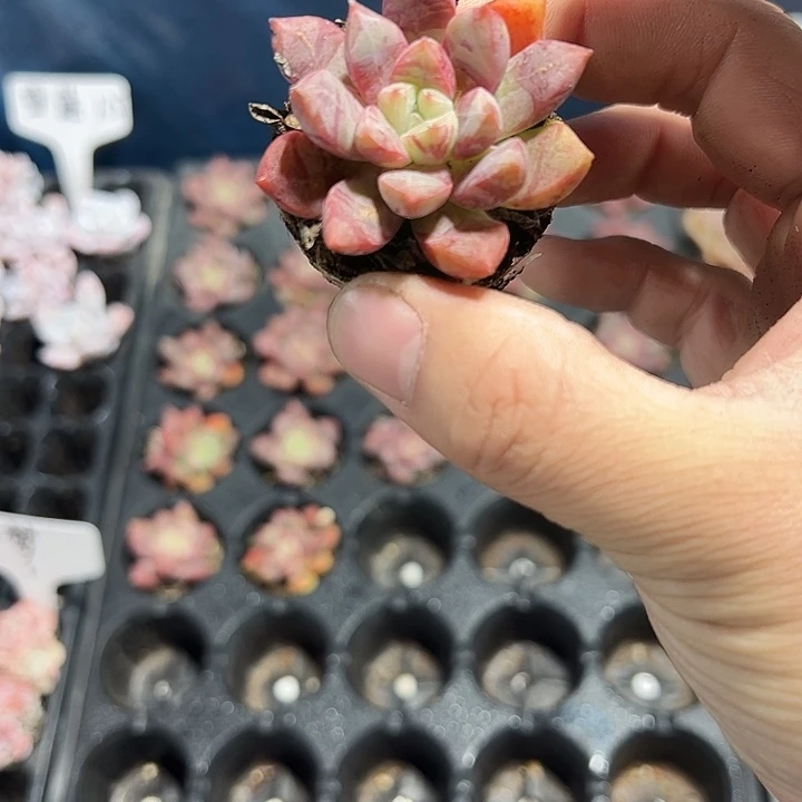 血燕 满10颗包邮