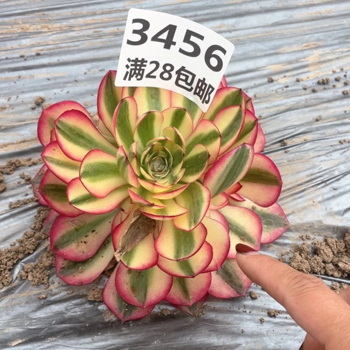 3456一号棚荔枝多肉J