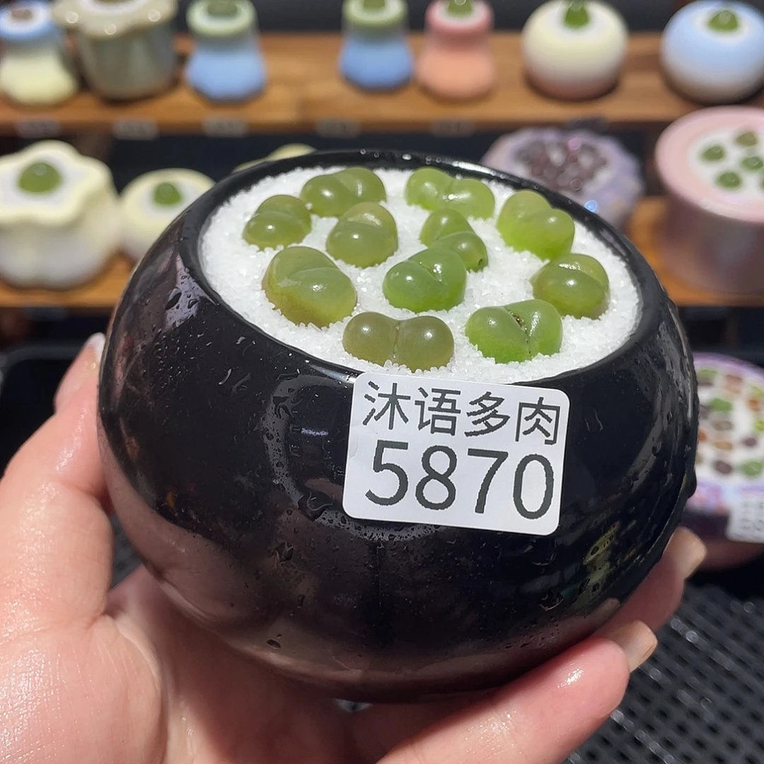 带盆土植物 一物一拍5870