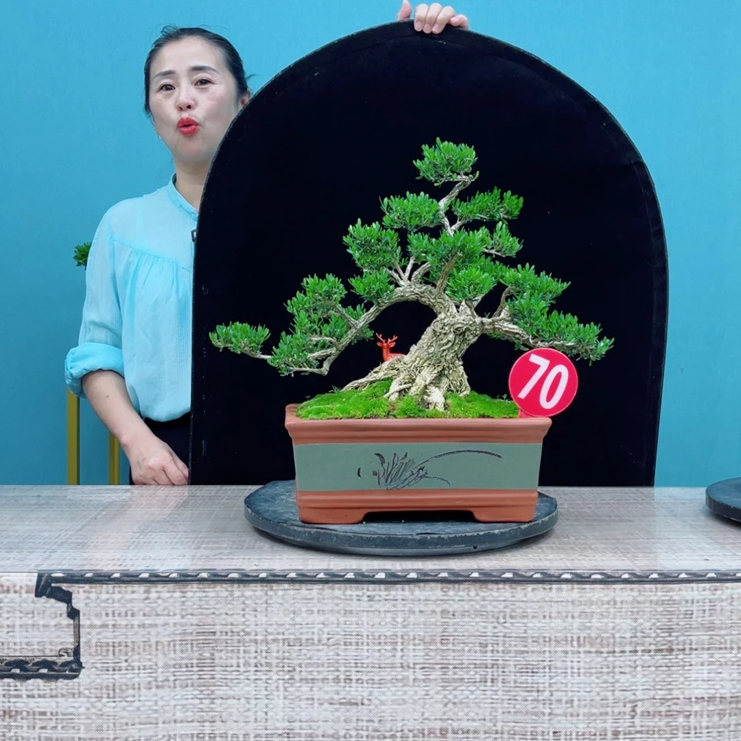 以实际为准精品雀舌黄杨