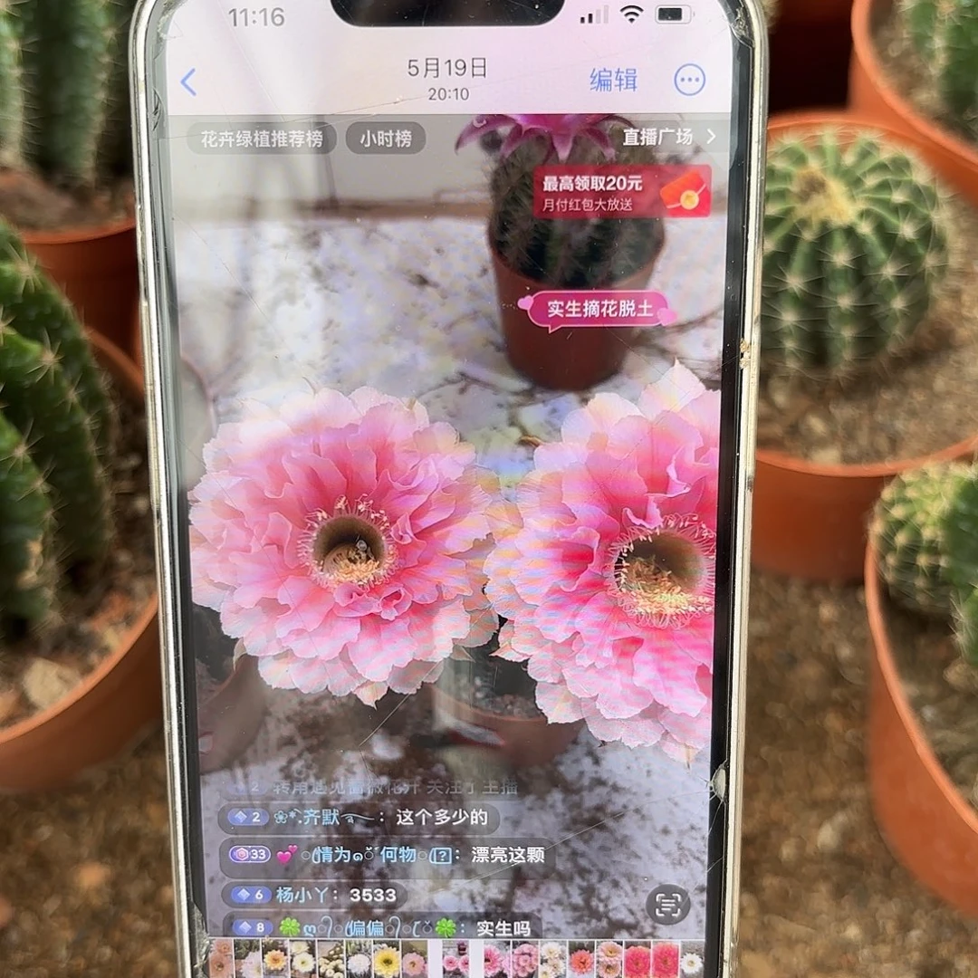 彩草珊瑚5公分带崽