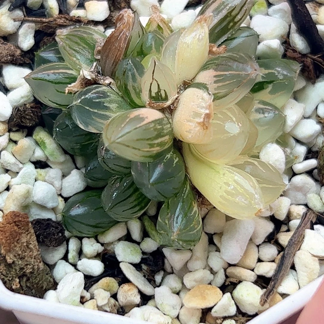 霓虹灯锦十二卷多肉植物