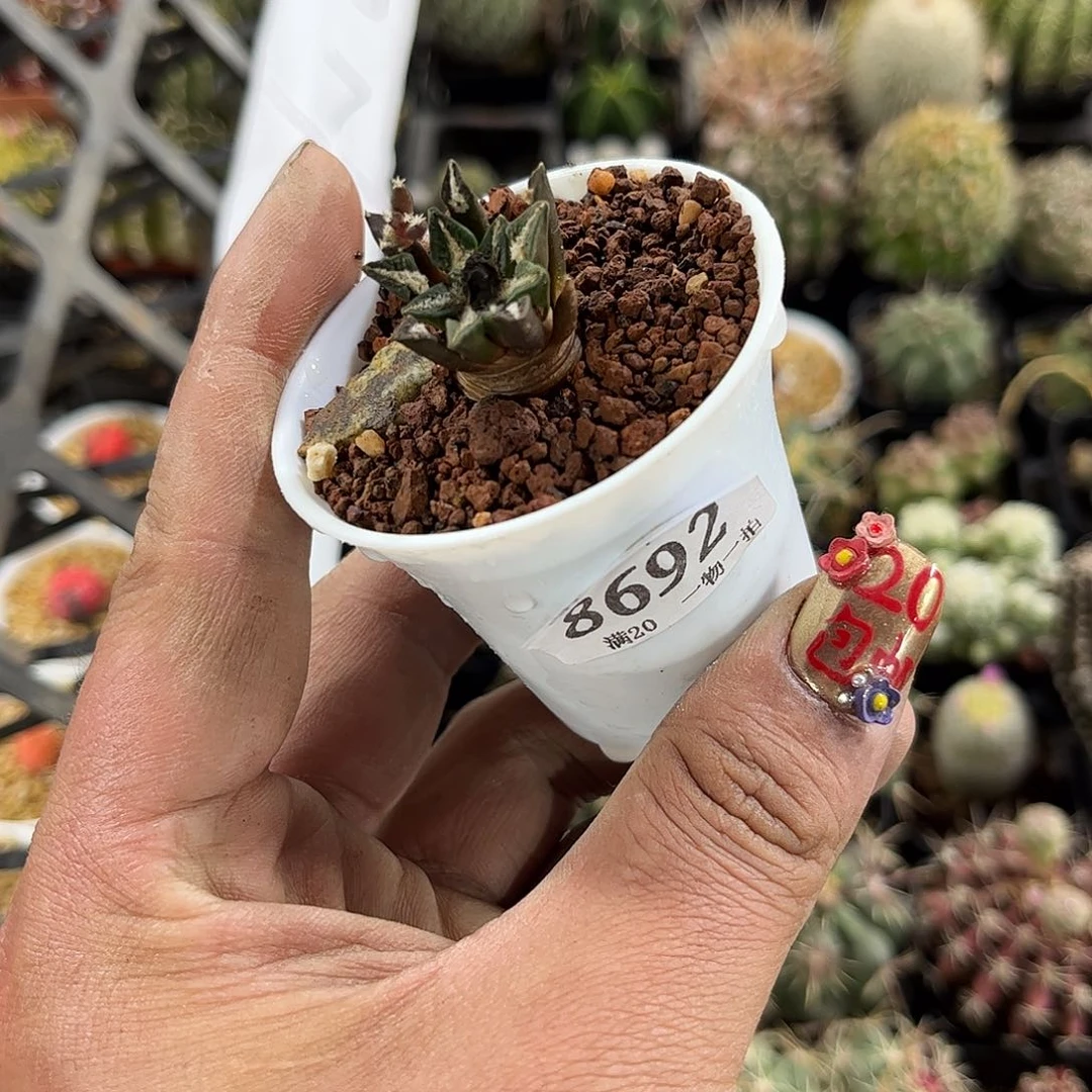 Y*J8692一物一拍单头发货