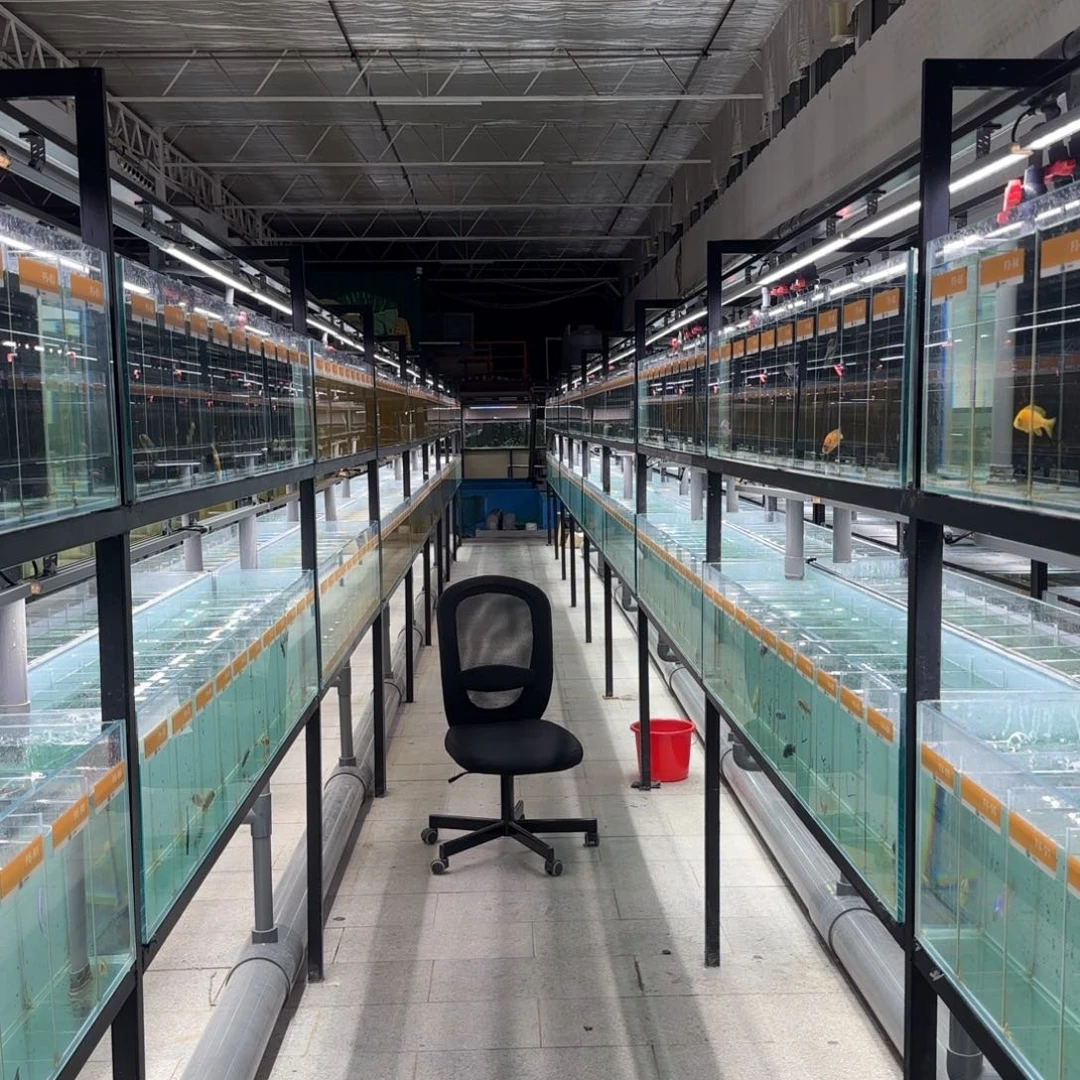 慈鲷岩栖类盲盒一条