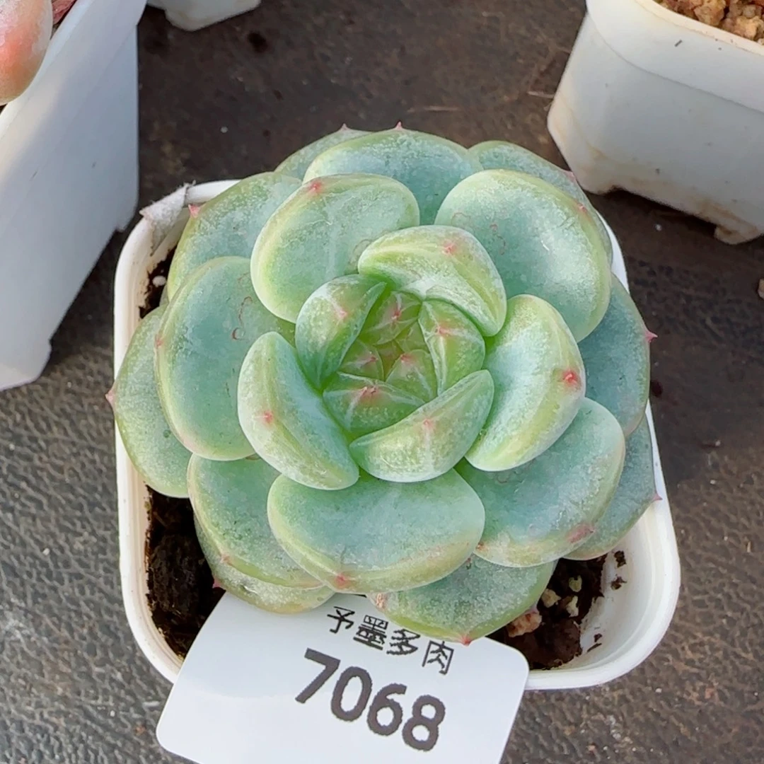 甜心e ，7068多肉植物