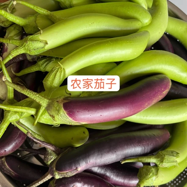 江西赣南安远新鲜农家茄子辣椒可炒菜可煮汤