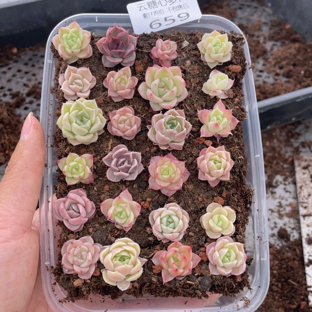 云糖心多肉植物659