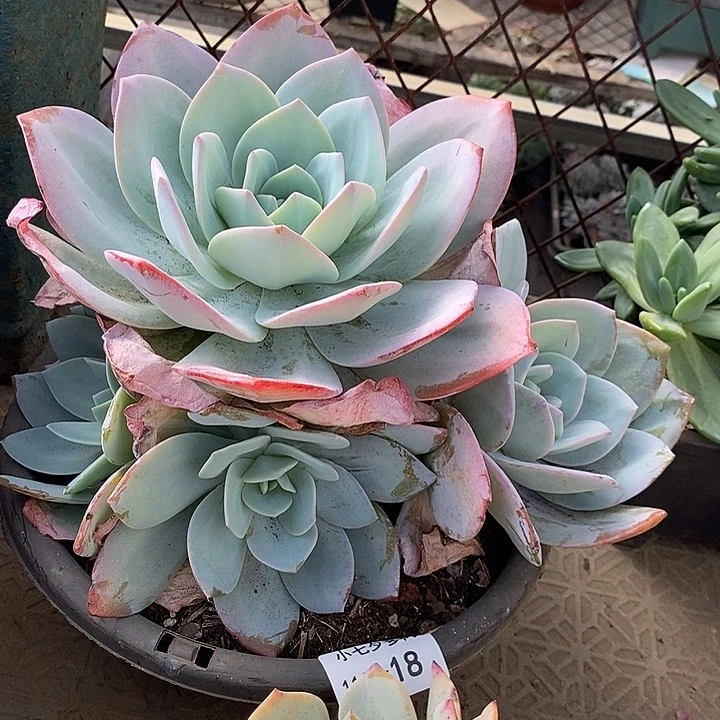 小七夕多肉奶茶18