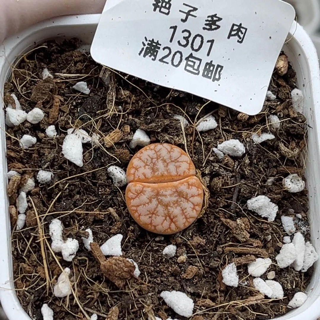 1301号一颗拿铁发货