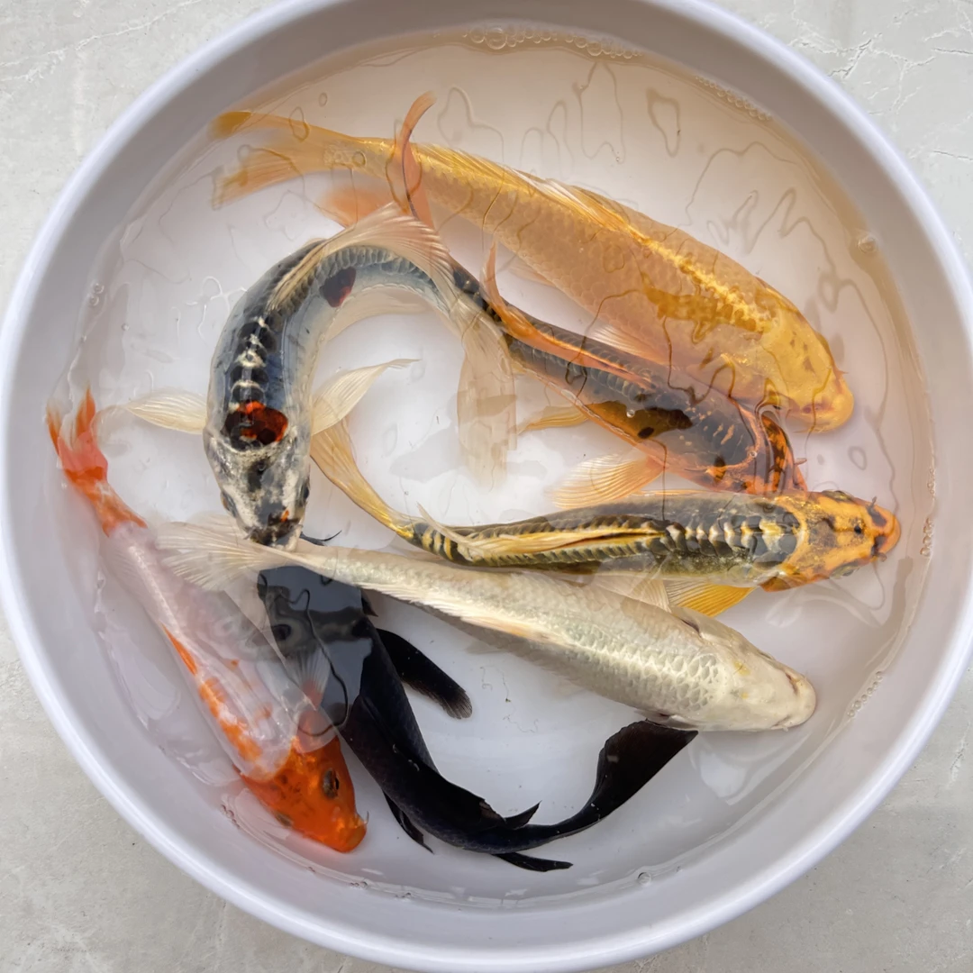 51-100好运锦鲤龙凤德系/包开箱活不包入缸（无开箱视频不售后）