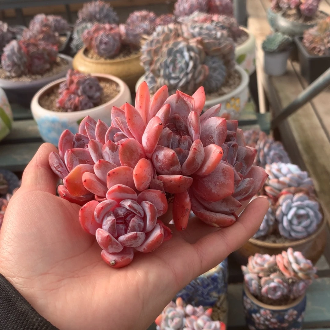 无花朵无砍哈哈哈哈哈哈哈哈哈10