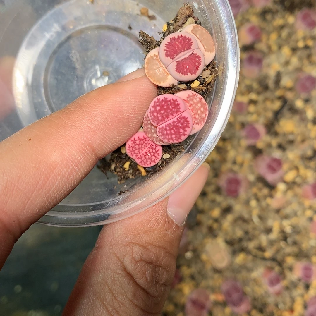 H219多肉植物保护