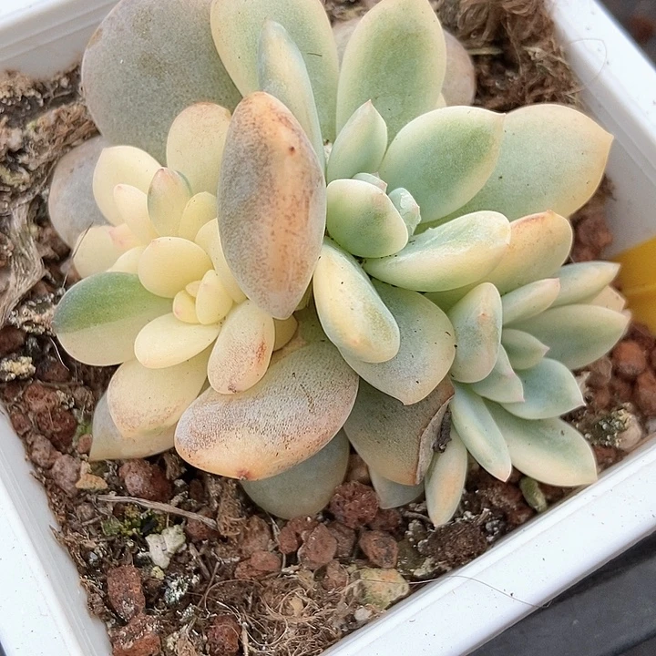 多肉植物梦露锦628多肉