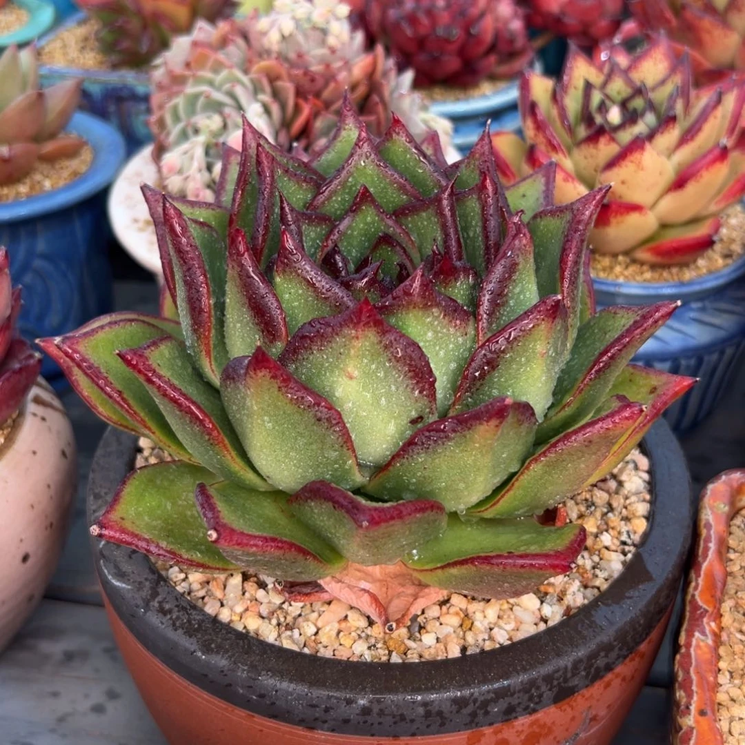 多肉一物一拍0215-凤凰