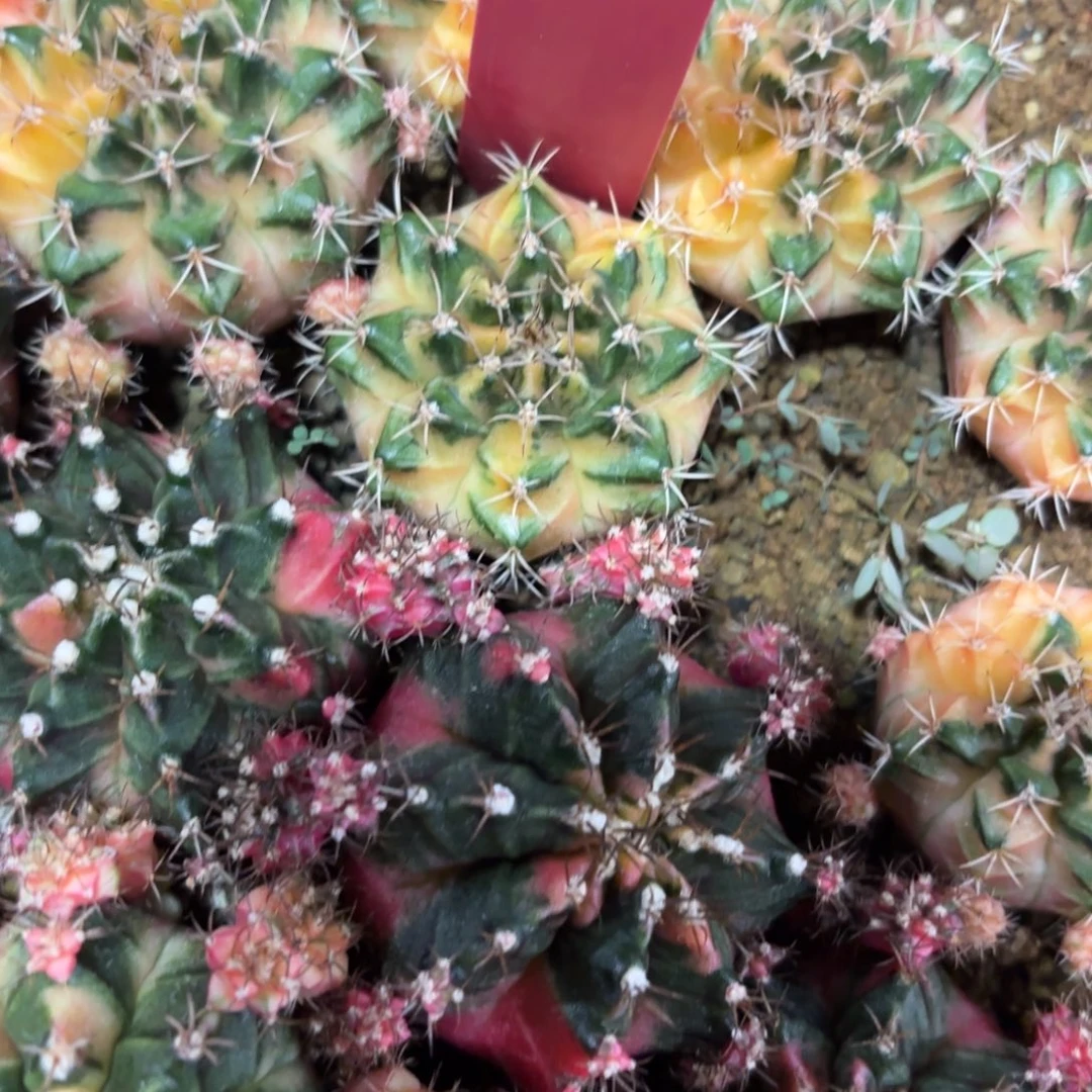 119-1222泰国发货多肉