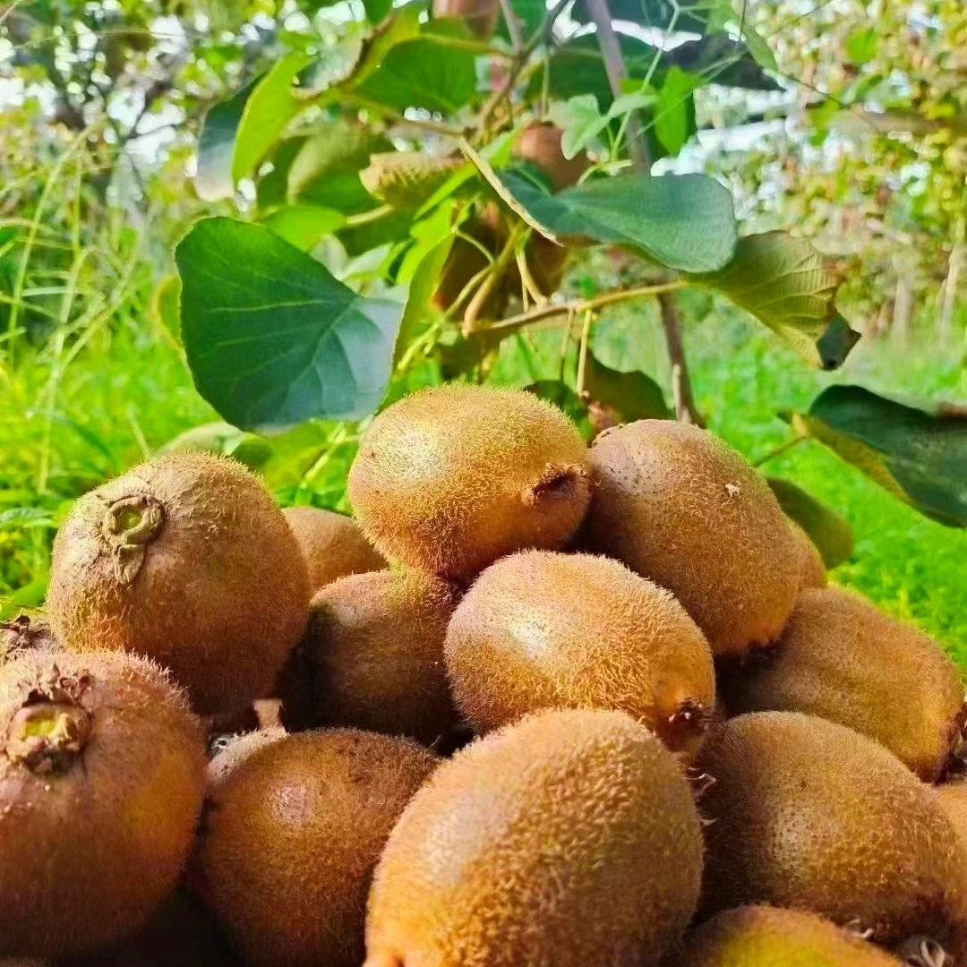 【颉茗果园】眉县徐香猕猴桃