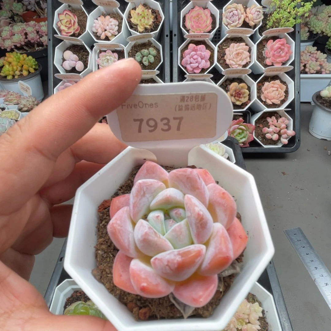 7937 琥珀 4.0厘米