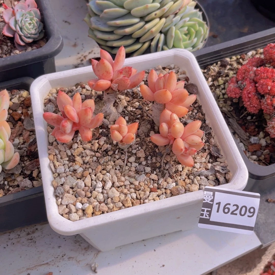 不知名多肉植物15209