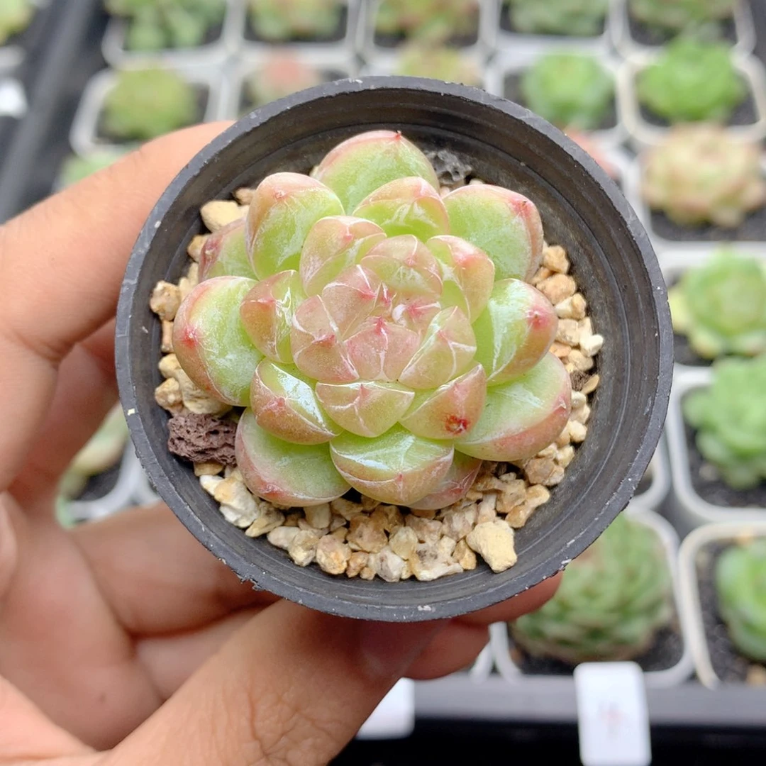 58包邮  群生不包整63