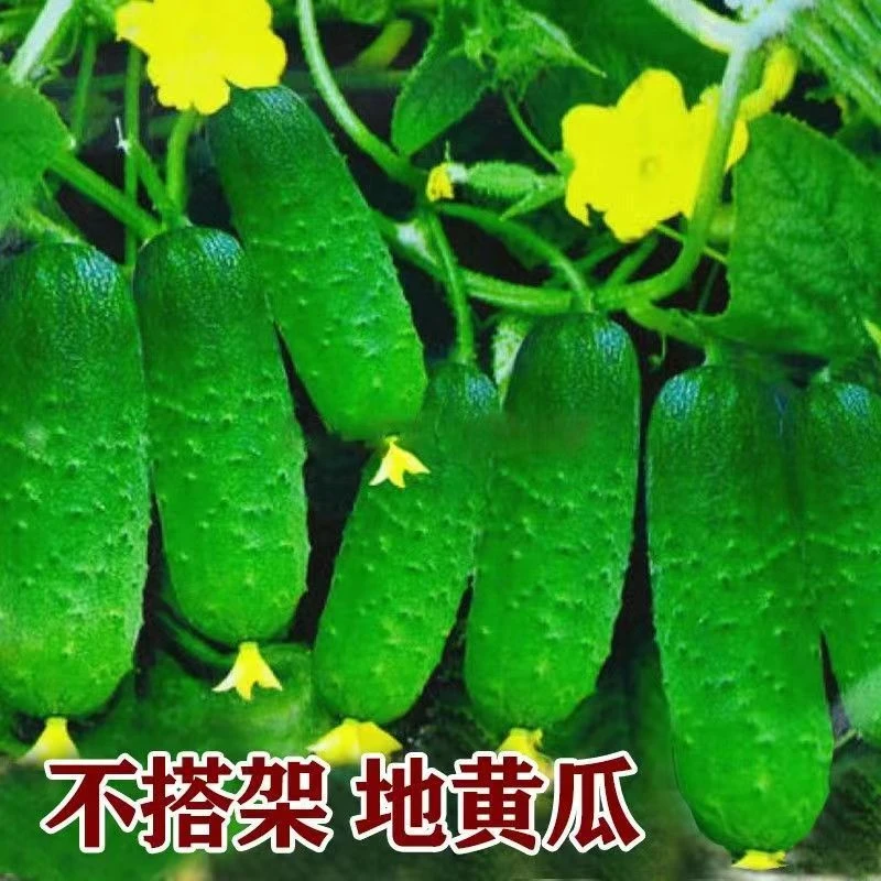 满地爬黄瓜种子懒人水果黄瓜孑四季盆栽蔬菜旱黄瓜不搭架地黄瓜