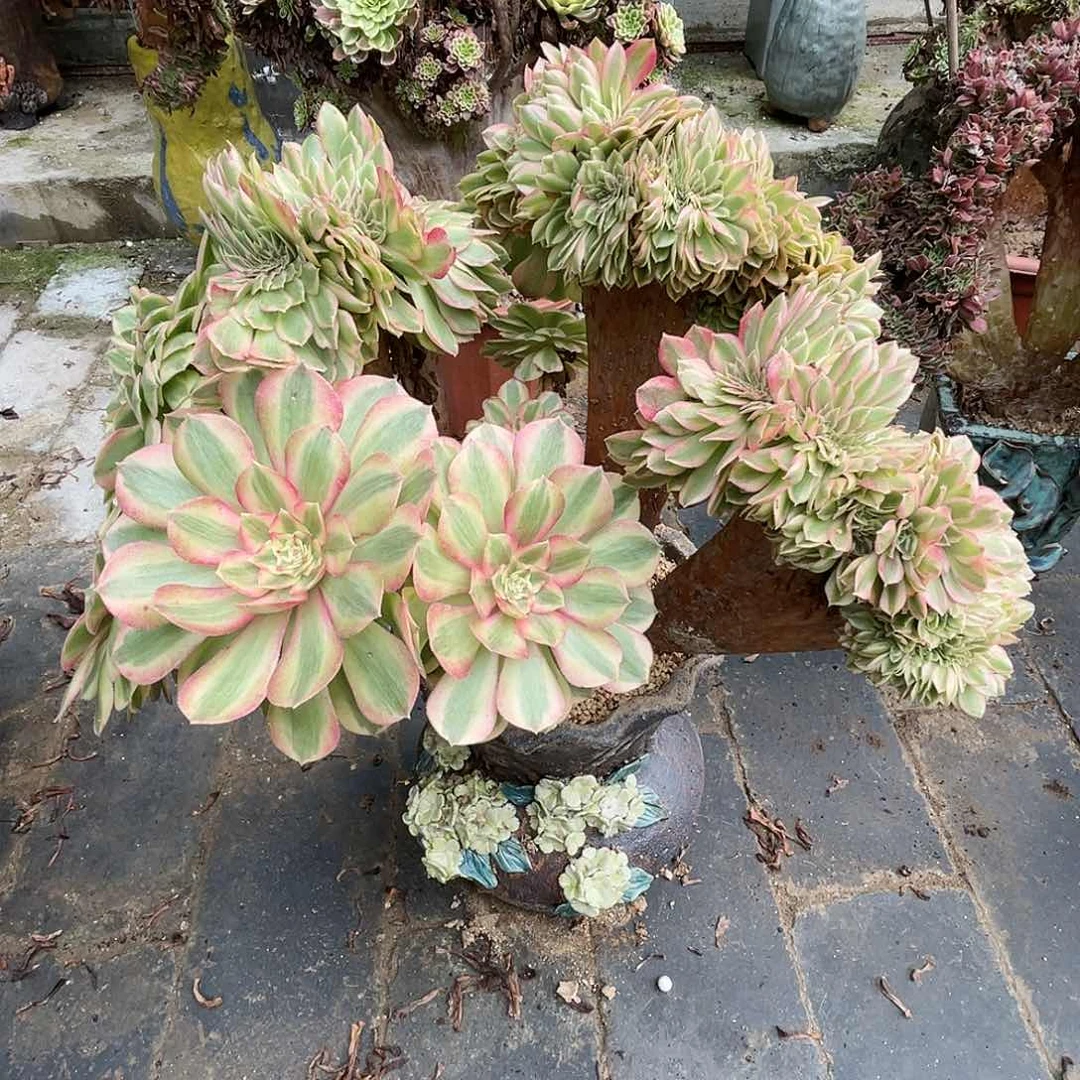 【闪购商品】全部花朵倾城