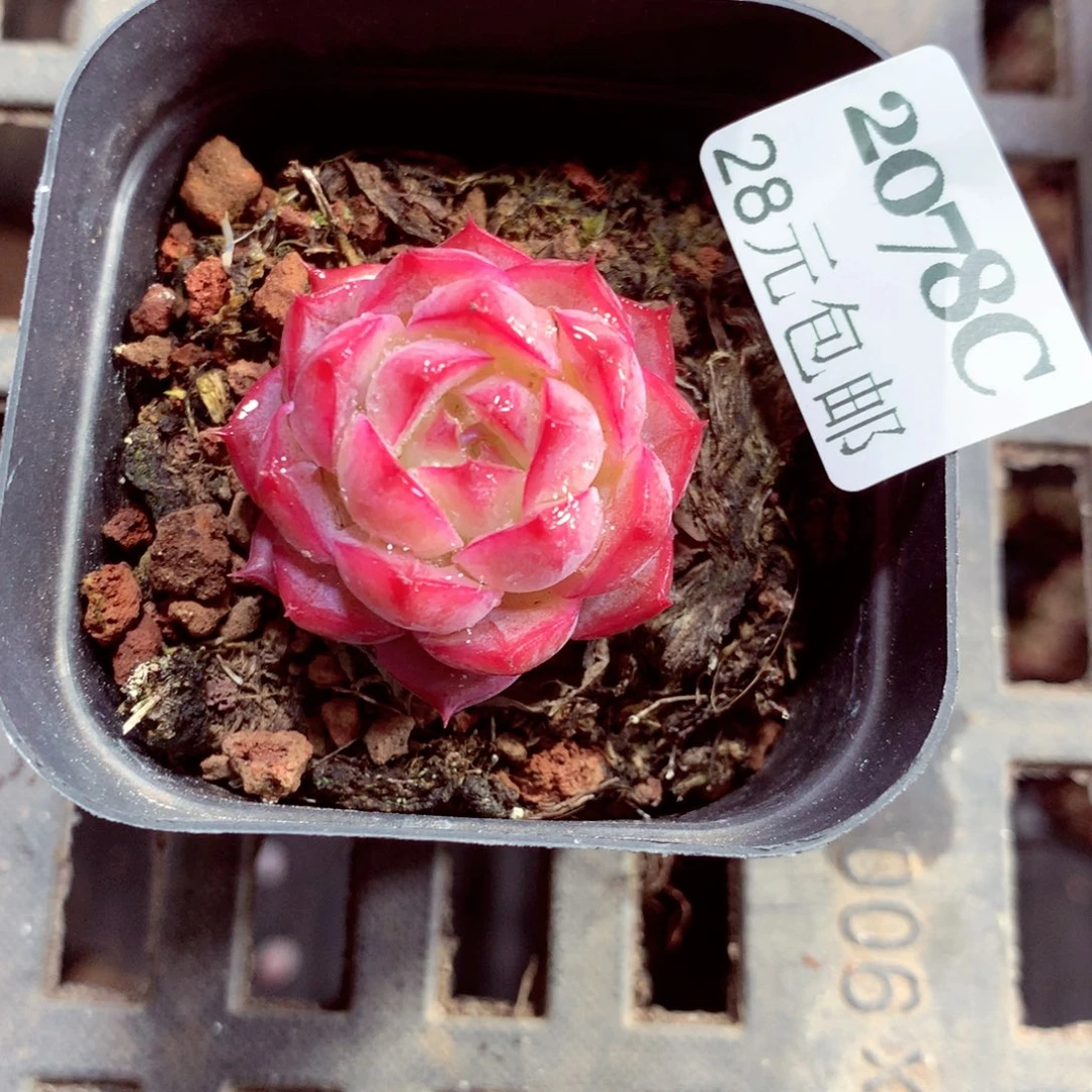 5厘米盆精控多肉2078