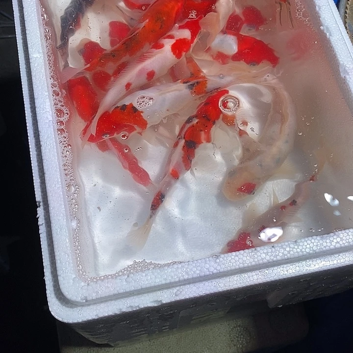 6***6锦鲤锦鲤活鱼开箱包活