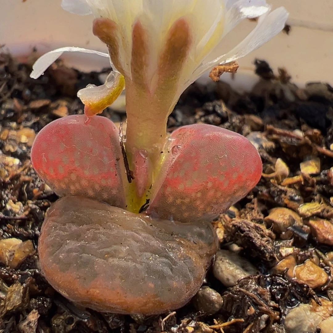552多肉植物种类和