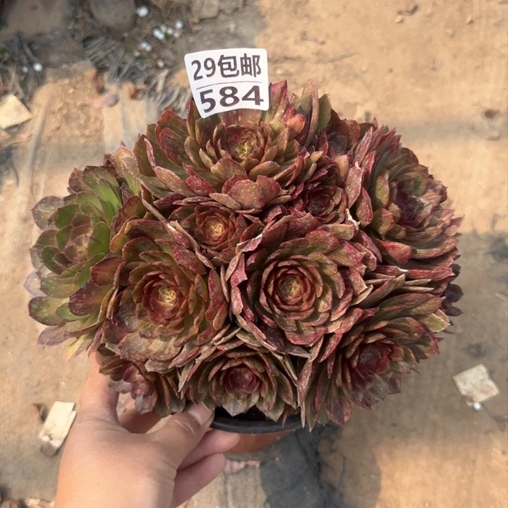 红丝绒……多肉植物……