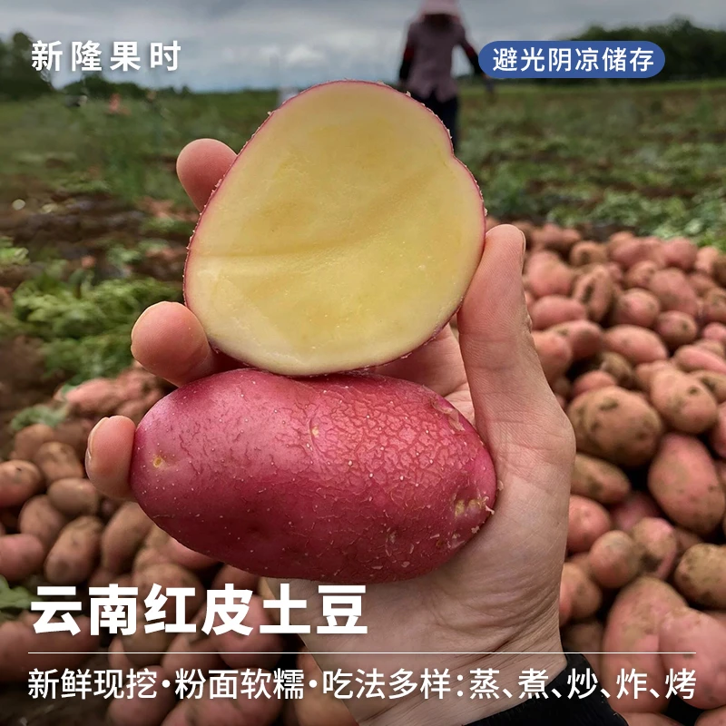 云南红皮土豆3斤/5斤新鲜现挖包邮直发软糯