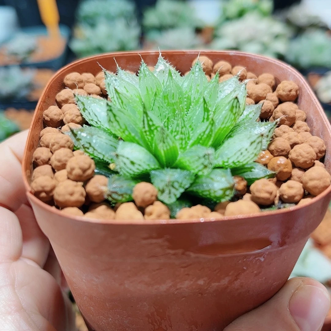 【闪购商品】岩兰玉露