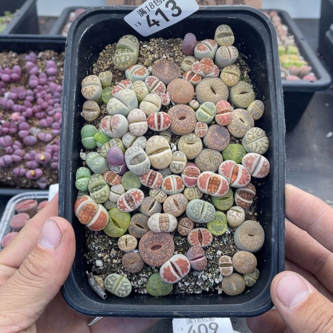 红陶嗨***c000000000000413