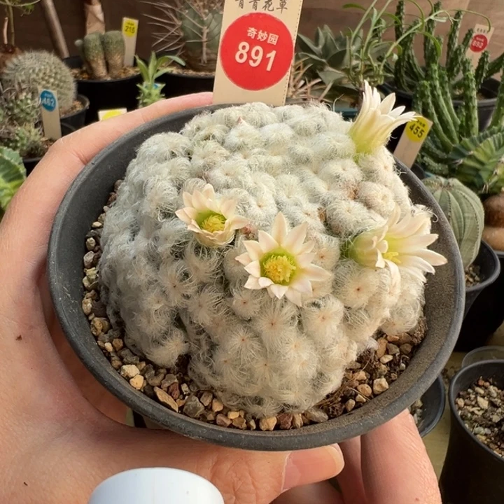 自根佛头白星7.5cm