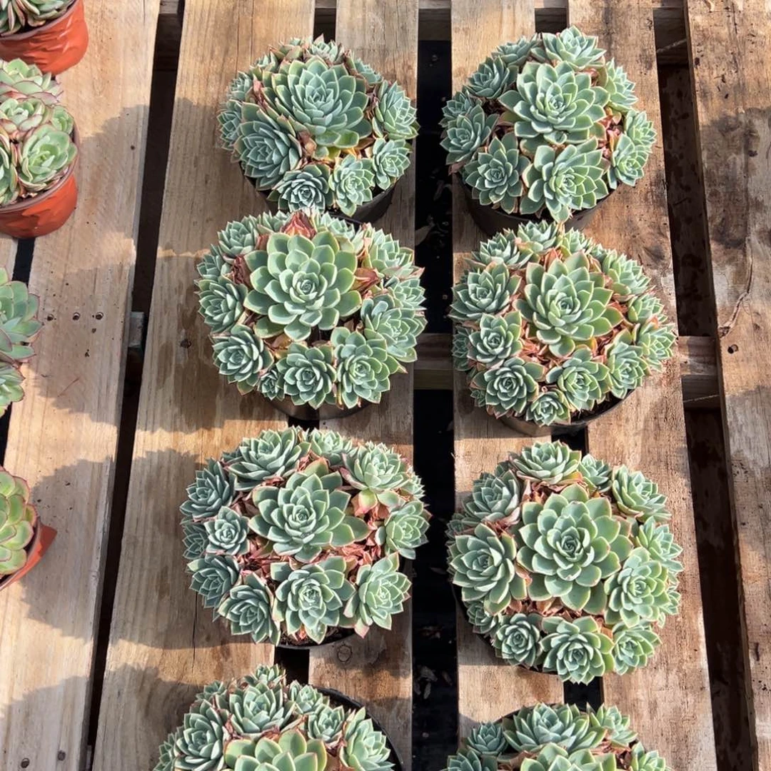 三色堇上面棚，图中任意一颗，尺寸18+