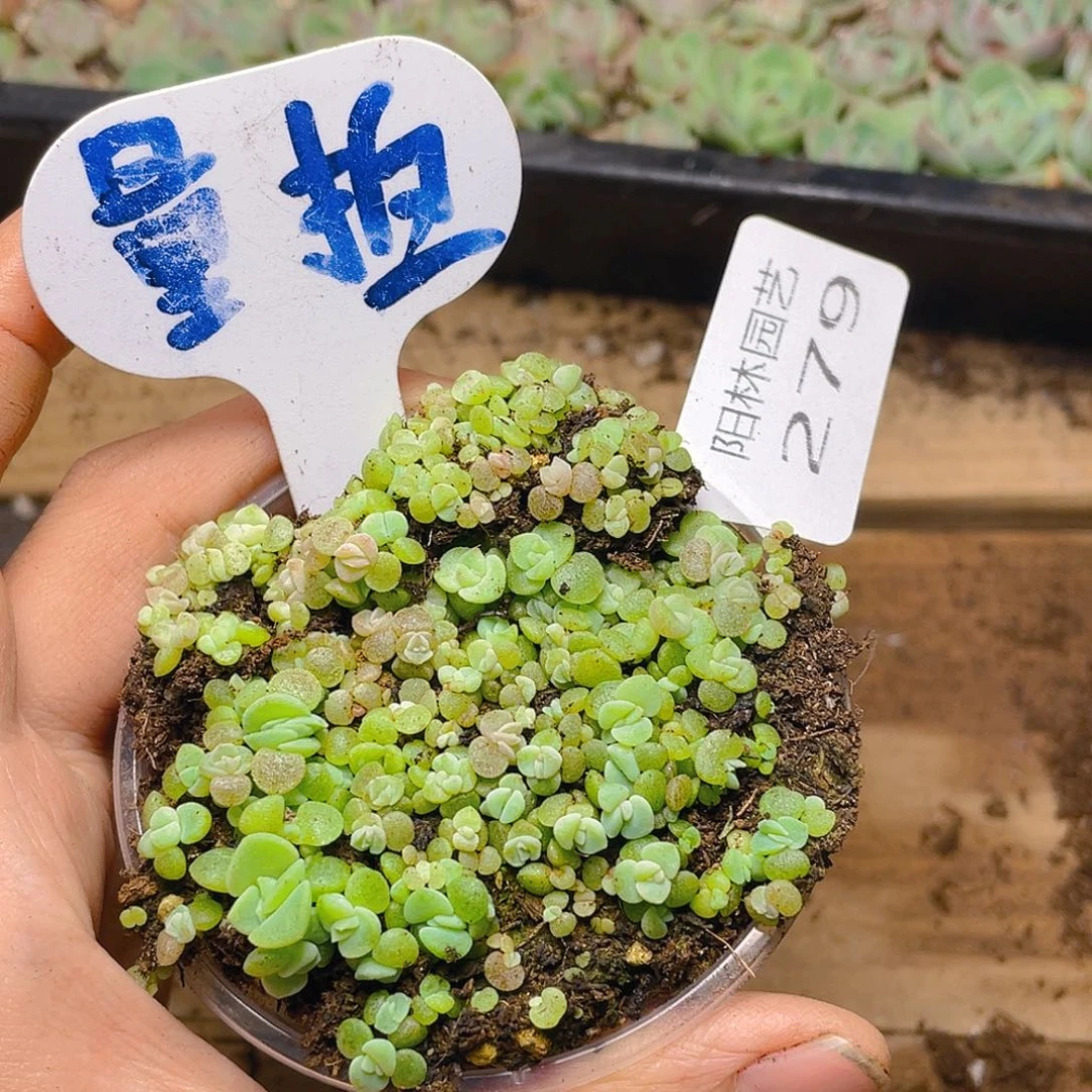 量拍多肉植物多肉植物279