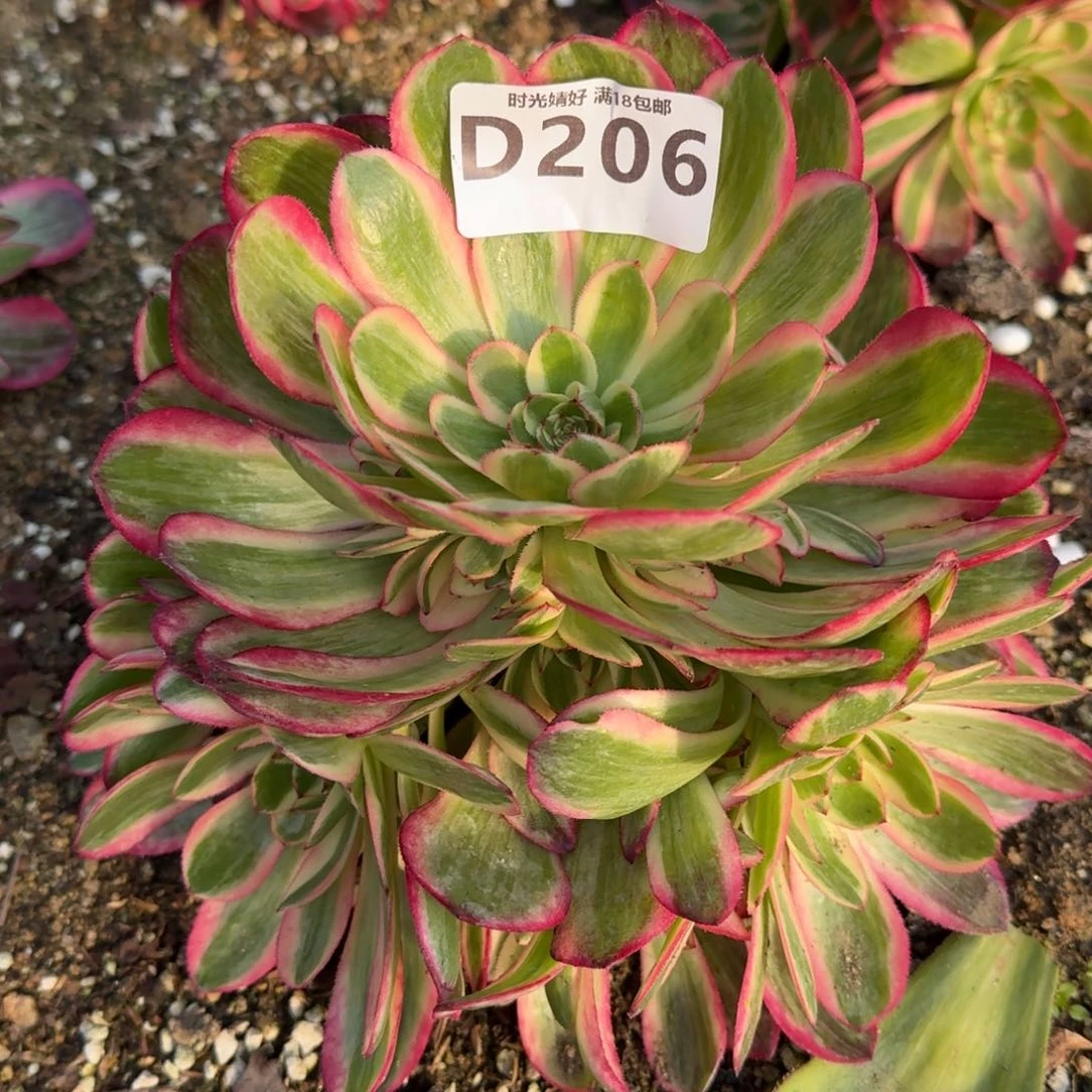 206云荷多肉植物