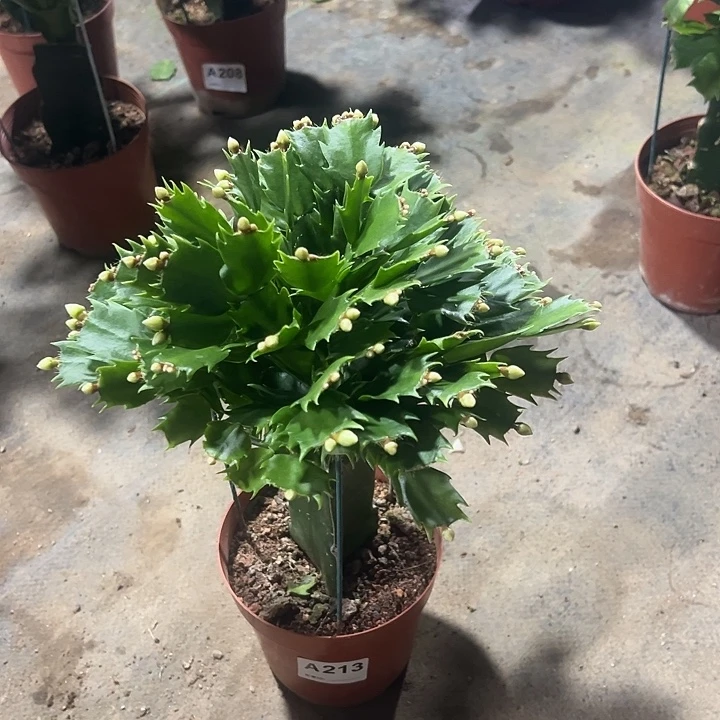 @***虎完全开放213嫁接白色