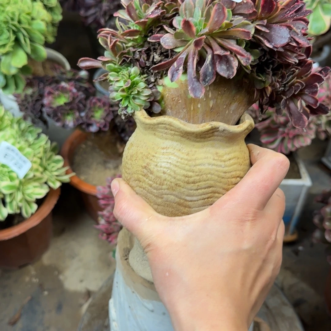 724欧嘉莉缀化法师多肉