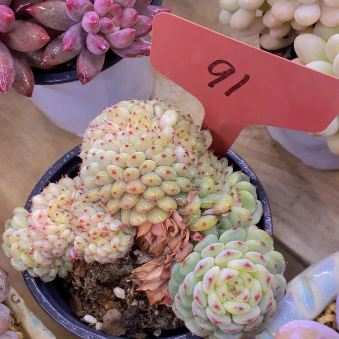 清货场，精品场一物一拍