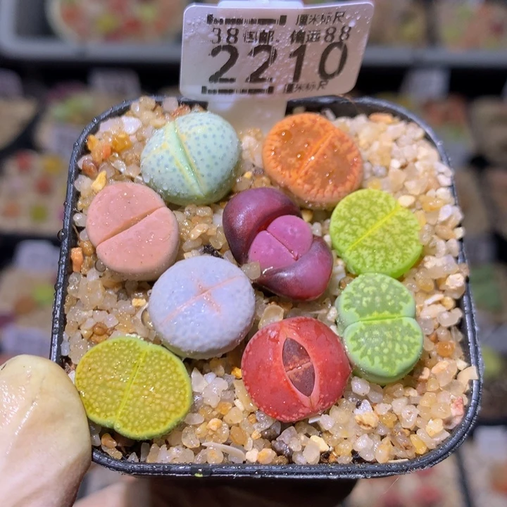 Sss精品生石花2210