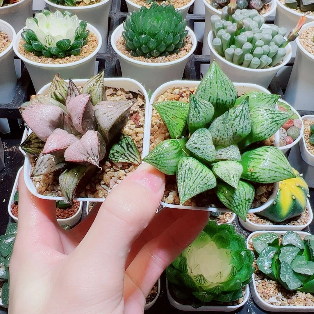 拼盘福利，皇妃，桃源乡，13.8