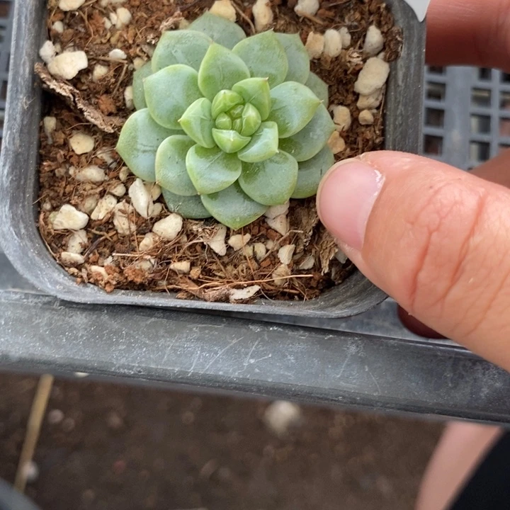 标签514云间一个多肉