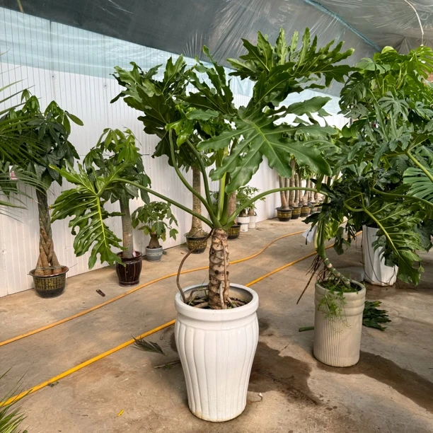 龙鳞春羽老桩1盆