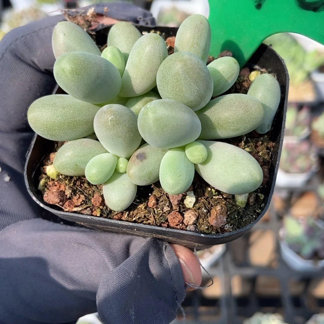 1040糖果美人多肉植物
