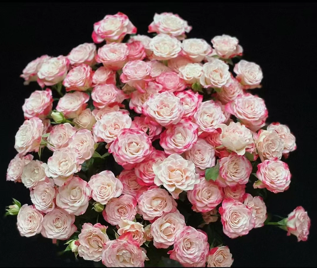 鲜花【折射多头玫瑰】同地址任意两单京东或顺丰包邮